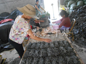 帶（dài）式幹燥機